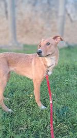 Cucciola taglia media