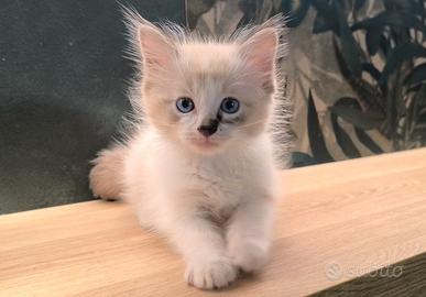 Ragdoll Incantevole Cucciolo subito disponibile