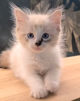 Ragdoll Incantevole Cucciolo subito disponibile