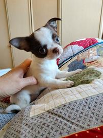 Chihuahua mini
