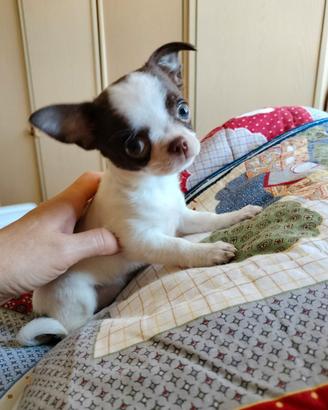Chihuahua mini