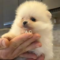 Spitz