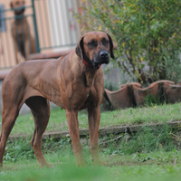 Cuccioli Rhodesian Ridgeback