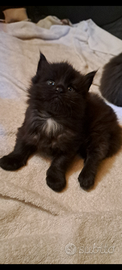 Cucciolo Maine coon