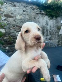 Spinone Italiano