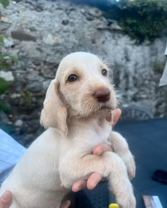 Spinone Italiano