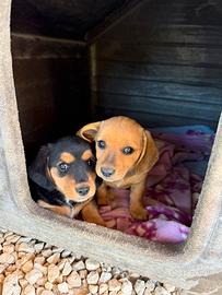 Cuccioli bassotto/jack rassel