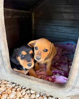 Cuccioli bassotto/jack rassel
