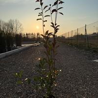 Photinia pianta da siepe h.140 cm