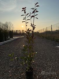 Photinia pianta da siepe h.140 cm
