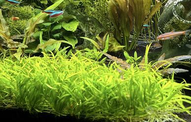 Helanthium pianta acquario prato basso + omaggio