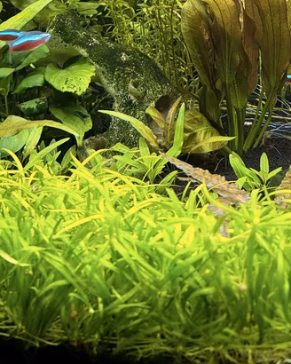 Helanthium pianta acquario prato basso + omaggio