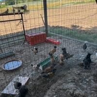 Galline padovane