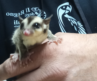 Petauri dello zucchero piccolini allevati a mano