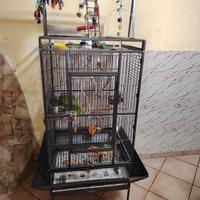 voliera per pappagalli di media dimensioni 