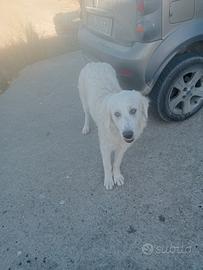 Pastore maremmano abruzzese originali