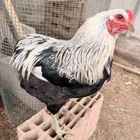 Gallo ornamentale