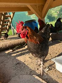 Galline marans e Australorp