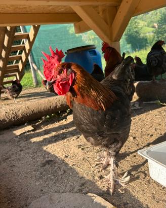 Galline marans e Australorp