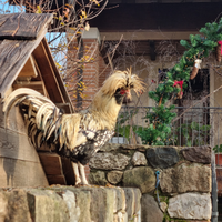 Galline Moroseta, Olive Eggers, Marans, Padovana
