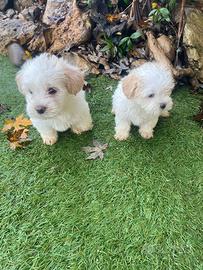 Cuccioli di Maltipoo