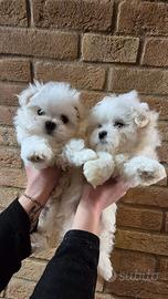 Maltesi cuccioli
