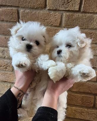 Maltesi cuccioli