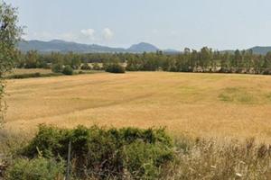 Terreni