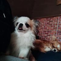 Chihuahua per accoppiamento