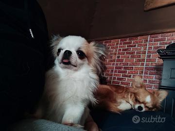 Chihuahua per accoppiamento