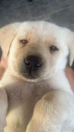 Labrador cuccioli