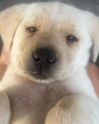 Labrador cuccioli