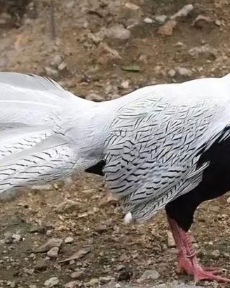 Fagiano argentato