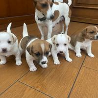 Jack Russell terrier