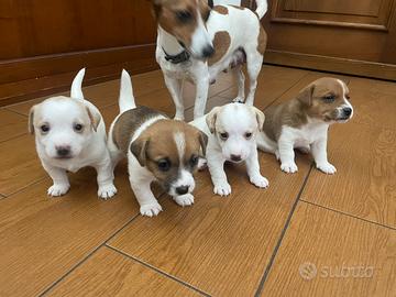 Jack Russell terrier