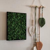 quadro muschio stabilizzato