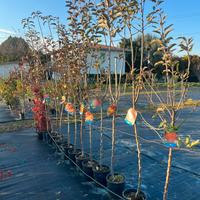 Alberi da frutto