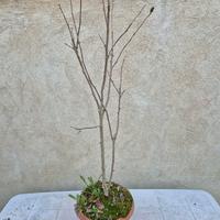 Pianta di Hibiscus