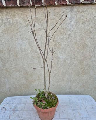 Pianta di Hibiscus