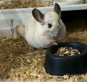 Chinchilla