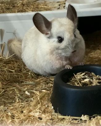 Chinchilla