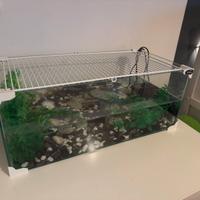 Acquario Tartarughiera Karapas 1 mese di vita