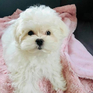 Cuccioli maltesi con pedigree ENCI