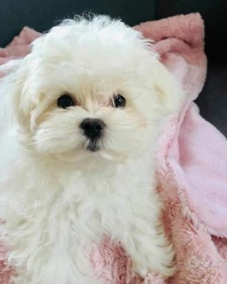 Cuccioli maltesi con pedigree ENCI