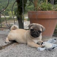 Carlino- cucciolo Pedigree ENCI Allevamento