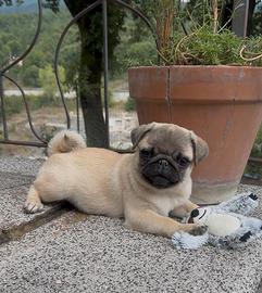 Carlino- cucciolo Pedigree ENCI Allevamento