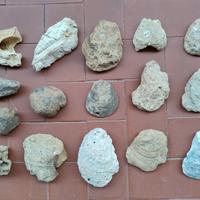 Lotto di Fossili varie tipologie ed esemplari