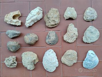 Lotto di Fossili varie tipologie ed esemplari