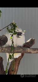 Coppia giovane cacatua Galerita Eleonora