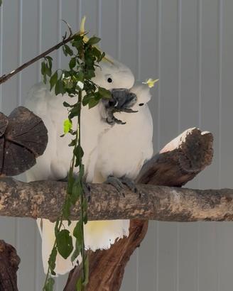 Coppia giovane cacatua Galerita Eleonora